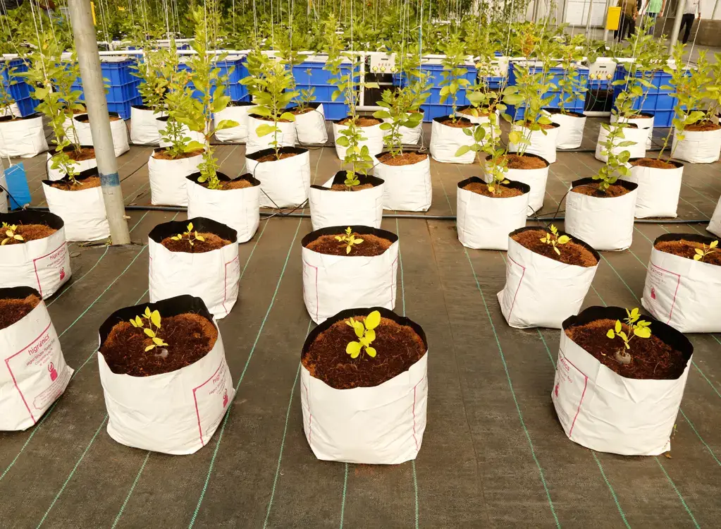 Greenhouse growing